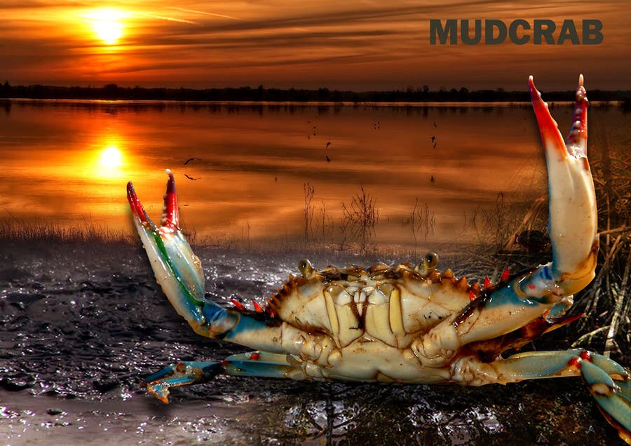 Proposition n°66 du concours                                                 Australian Mud Crab
                                            