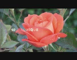 #13 för Promotional Video - Floral Business av stephen91112