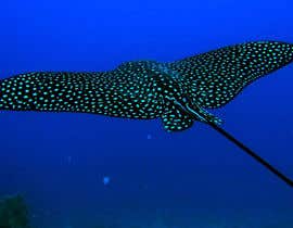 #175 pёr Design a picture of a spotted eagle ray nga dipbasak044