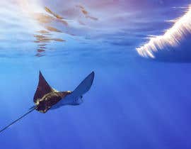 #180 para Design a picture of a spotted eagle ray de nasro31