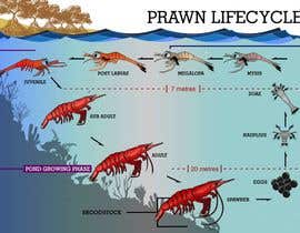 #28 for Illustrate - Prawn Life Cycle by ericgran