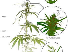 #11 สำหรับ Graphic Design: Draw a Marijuana crop that gets pollinated and goes to seed โดย shohanjaman26