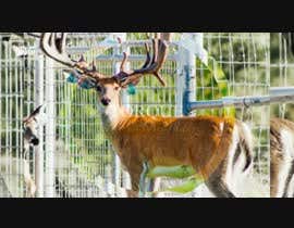 #50 for Need 1 min video introducing a new breeder buck by meshofreelancer