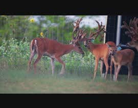 #54 for Need 1 min video introducing a new breeder buck by simulsarker007
