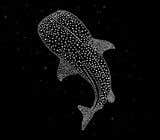 #126 para Whale shark constellation design de share6162