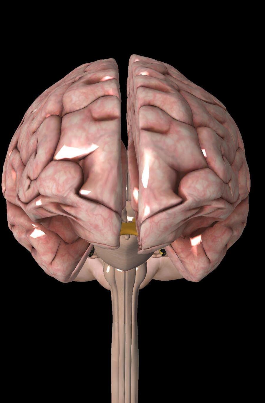 Contest Entry #6 for                                                 3D shape of brain animation
                                            