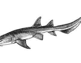 #25 per Shark Tattoo da lyubov87
