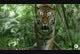 
                                                                                                                                    Contest Entry #                                                8
                                             thumbnail for                                                 Tiger compositing into jungle
                                            