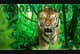 
                                                                                                                                    Konkurrenceindlæg #                                                4
                                             billede for                                                 Tiger compositing into jungle
                                            