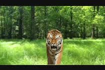 3D Modelling Konkurrenceindlæg #5 for Tiger compositing into jungle