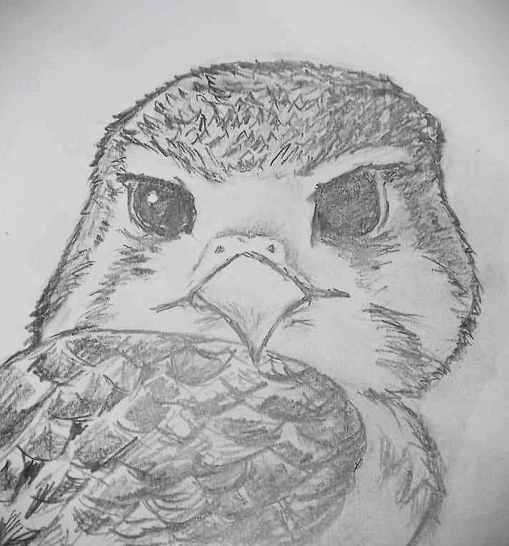 
                                                                                                            Bài tham dự cuộc thi #                                        34
                                     cho                                         sketch of a falcon
                                    