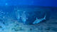 
                                                                                                                                    Konkurrenceindlæg #                                                21
                                             billede for                                                 Manned Underwater Habitat Marketing Graphics - 10/01/2022 14:06 EST
                                            