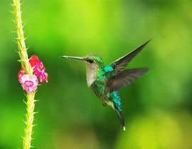 #13 for Blooming Flower Flying Hummingbird by mdtarekrahman444