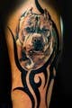Imej kecil Penyertaan Peraduan #7 untuk                                                     pitbull tattoo with colors and tribes.
                                                