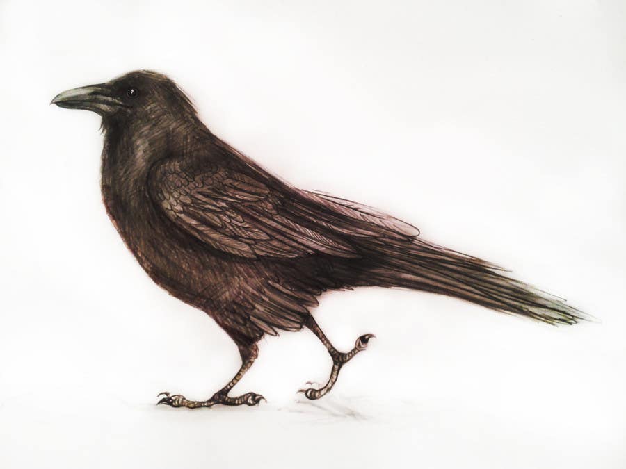 Penyertaan Peraduan #35 untuk                                                 Illustration of Raven in Snow
                                            