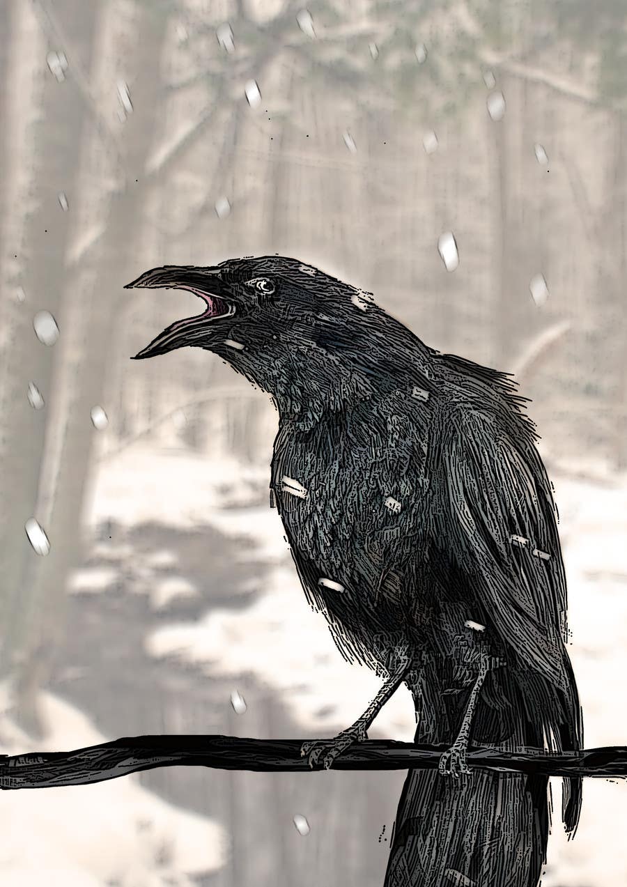 Proposition n°56 du concours                                                 Illustration of Raven in Snow
                                            