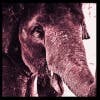  Profilbild von ElephantHour