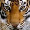 Foto de perfil de tiger94813