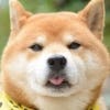 doggokt's Profile Picture