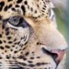 leopardlatam's Profile Picture