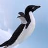Найняти     penguincreation

