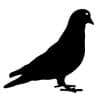 Gambar Profil blackpigeonstds