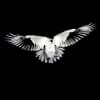 White Crow Design